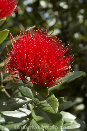 close-up;close_up;closeup;crimson;detail;Dunedin;flower;flowers;icon;icons;macro;metrosideros-excelsa;N.Z.;New-Zealand;NZ;Otago;plant;plants;pohutukawa;Pohutukawa-Flower;Pohutukawa-Flowers;pohutukawas;red;S.I.;SI;South-Is.;South-Island;symbol