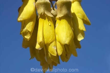 bloom;blooming;blooms;Dunedin;flower;flowers;fresh;grow;growth;icon;icons;Kowhai;Kowhai-Flower;Kowhai-Flowers;Kowhais;N.Z.;native;native-plants;nature;new-zealand;new-zealand-native-plant;NZ;nz-native-plant;Otago;petal;petals;plant;renew;S.I.;season;seasonal;seasons;SI;Sophora-sp.;South-Is.;South-Island;spring;springtime;symbol;symbols;tree;trees;yellow