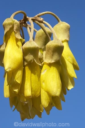 bloom;blooming;blooms;Dunedin;flower;flowers;fresh;grow;growth;icon;icons;Kowhai;Kowhai-Flower;Kowhai-Flowers;Kowhais;N.Z.;native;native-plants;nature;new-zealand;new-zealand-native-plant;NZ;nz-native-plant;Otago;petal;petals;plant;renew;S.I.;season;seasonal;seasons;SI;Sophora-sp.;South-Is.;South-Island;spring;springtime;symbol;symbols;tree;trees;yellow