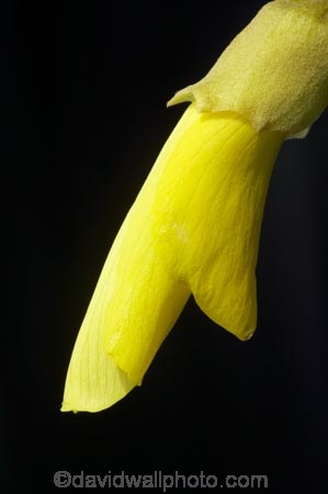 bloom;blooming;blooms;Dunedin;flower;flowers;fresh;grow;growth;icon;icons;Kowhai;Kowhai-Flower;Kowhai-Flowers;Kowhais;N.Z.;native;native-plants;nature;new-zealand;new-zealand-native-plant;NZ;nz-native-plant;Otago;petal;petals;plant;renew;S.I.;season;seasonal;seasons;SI;Sophora-sp.;South-Is.;South-Island;spring;springtime;symbol;symbols;tree;trees;yellow