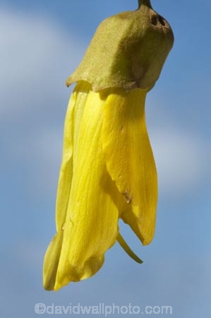 bloom;blooming;blooms;Dunedin;flower;flowers;fresh;grow;growth;icon;icons;Kowhai;Kowhai-Flower;Kowhai-Flowers;Kowhais;N.Z.;native;native-plants;nature;new-zealand;new-zealand-native-plant;NZ;nz-native-plant;Otago;petal;petals;plant;renew;S.I.;season;seasonal;seasons;SI;Sophora-sp.;South-Is.;South-Island;spring;springtime;stamen;symbol;symbols;tree;trees;yellow