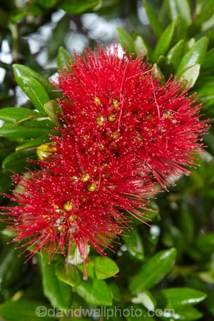 Bay-of-Is;Bay-of-Islands;close-up;close_up;closeup;crimson;flower;flowers;Kororareka;metrosideros-excelsa;N.I.;N.Z.;native;native-plant;native-plants;New-Zealand;NI;North-Is;North-Is.;North-Island;Northland;NZ;plant;plants;pohutakawa;pohutakawas;pohutukawa;pohutukawa-flower;pohutukawa-flowers;pohutukawa-tree;pohutukawa-trees;pohutukawas;red;Russell;summer;tree;trees