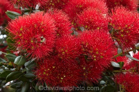 Bay-of-Is;Bay-of-Islands;close-up;close_up;closeup;crimson;flower;flowers;metrosideros-excelsa;N.I.;N.Z.;native;native-plant;native-plants;New-Zealand;NI;North-Is;North-Is.;North-Island;Northland;NZ;Paihia;plant;plants;pohutakawa;pohutakawas;pohutukawa;pohutukawa-flower;pohutukawa-flowers;pohutukawa-tree;pohutukawa-trees;pohutukawas;red;summer;tree;trees