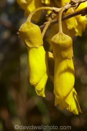 bloom;blooming;blooms;Dunedin;flower;flowers;fresh;grow;growth;icon;icons;Kowhai;Kowhai-Flower;Kowhai-Flowers;Kowhais;N.Z.;native;native-plant;native-plants;native-tree;native-trees;nature;new-zealand;new-zealand-native-plant;NZ;nz-native-plant;Otago;petal;petals;plant;renew;S.I.;season;seasonal;seasons;SI;Sophora-sp.;South-Is;South-Is.;South-Island;spring;spring-time;spring_time;springtime;Sth-Is;symbol;symbols;tree;trees;yellow