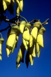flower;icon;icons;native;nature;new-zealand;symbol;symbols;yellow