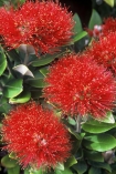 crimson;flower;green;icon;icons;leaf;leaves;native;nature;new-zealand;red;symbol;symbols