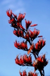blue;crimson;flower;flowers;native;natural;new-zealand;plant;pod;pods;red;seed;seeds
