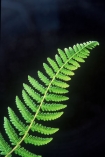 ferns;frond;fronds;greem;icon;icons;native;nature;new-zealand;symbol;symbols