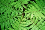 bush;fern;forest;frond;fronds;green;native;nature;new-zealand;radiate