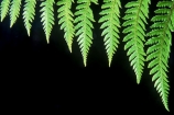 ferns;fronds;green;icon;icons;native;nature;new-zealand;symbol;symbols