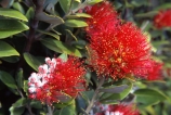 crimson;flower;green;icon;icons;leaf;leaves;native;nature;new-zealand;red;symbol;symbols