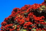 crimson;flower;green;icon;icons;leaf;leaves;native;nature;new-zealand;red;symbol;symbols