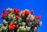 crimson;flower;green;icon;icons;leaf;leaves;native;nature;new-zealand;red;symbol;symbols