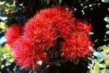 crimson;flower;green;icon;icons;leaf;leaves;native;nature;new-zealand;red;symbol;symbols