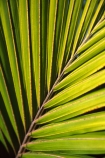flowers;frond;fronds;icon;icons;native;nature;new-zealand;palms;symbol;symbols
