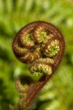 cyathea;fern;ferns;frond;fronds;green;icon;icons;koru;korus;N.Z.;native;nature;New-Zealand;NZ;plant;plants;ponga;pongas;punga;pungas;radiate;S.I.;SI;South-Is.;South-Island;symbol;symbols;tree-fern;tree-ferns