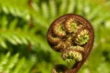 cyathea;fern;ferns;frond;fronds;green;icon;icons;koru;korus;N.Z.;native;nature;New-Zealand;NZ;plant;plants;ponga;pongas;punga;pungas;radiate;S.I.;SI;South-Is.;South-Island;symbol;symbols;tree-fern;tree-ferns