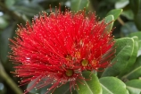 close-up;close_up;closeup;crimson;detail;Dunedin;flower;flowers;icon;icons;macro;metrosideros-excelsa;N.Z.;New-Zealand;NZ;Otago;plant;plants;pohutukawa;Pohutukawa-Flower;Pohutukawa-Flowers;pohutukawas;red;S.I.;SI;South-Is.;South-Island;symbol