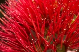 close-up;close_up;closeup;crimson;detail;Dunedin;flower;flowers;icon;icons;macro;metrosideros-excelsa;N.Z.;New-Zealand;NZ;Otago;plant;plants;pohutukawa;Pohutukawa-Flower;Pohutukawa-Flowers;pohutukawas;red;S.I.;SI;South-Is.;South-Island;symbol
