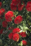 crimson;Dunedin;flower;flowers;icon;icons;metrosideros-excelsa;N.Z.;New-Zealand;NZ;Otago;plant;plants;pohutukawa;Pohutukawa-Flower;Pohutukawa-Flowers;pohutukawas;red;S.I.;SI;South-Is.;South-Island;symbol