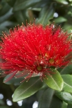 close-up;close_up;closeup;crimson;detail;Dunedin;flower;flowers;icon;icons;macro;metrosideros-excelsa;N.Z.;New-Zealand;NZ;Otago;plant;plants;pohutukawa;Pohutukawa-Flower;Pohutukawa-Flowers;pohutukawas;red;S.I.;SI;South-Is.;South-Island;symbol