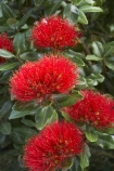 close-up;close_up;closeup;crimson;detail;Dunedin;flower;flowers;icon;icons;macro;metrosideros-excelsa;N.Z.;New-Zealand;NZ;Otago;plant;plants;pohutukawa;Pohutukawa-Flower;Pohutukawa-Flowers;pohutukawas;red;S.I.;SI;South-Is.;South-Island;symbol