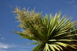 Cabbage-Tree;cabbage-trees;Central-Otago;Cordyline-australis;Far-North;Flower;N.Z.;native;New-Zealand;NZ;Otago;S.I.;SI;South-Is.;South-Island;trees