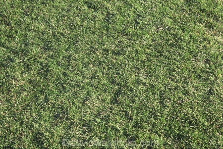 flat;grass;green;grow;lawn;lawns