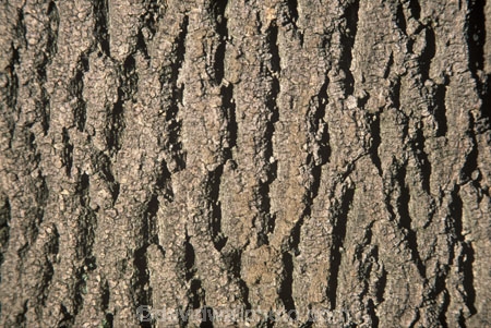pattern;patterns;rough;texture;textures;trees