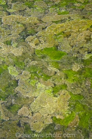 algae;Central-Otago;chlorophyte;green-algae;N.Z.;New-Zealand;NZ;Otago;pond-scum;S.I.;SI;South-Is.;South-Island;zygnemataceae