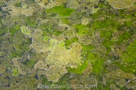 algae;Central-Otago;chlorophyte;green-algae;N.Z.;New-Zealand;NZ;Otago;pond-scum;S.I.;SI;South-Is.;South-Island;zygnemataceae