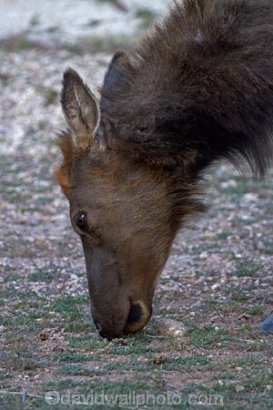 America;American-Southwest;animal;animals;Arizona;AZ;Cervus-elaphus;Elk;Gran-CaÃ±Ã³n;Grand-Canyon;Grand-Canyon-National-Park;Grand-Canyon-South-Rim;mammal;mammals;Ongtupqa;South-Rim;South-Rim-Grand-Canyon;South-west-United-States;South-west-US;South-west-USA;South-western-United-States;South-western-US;South-western-USA;Southwest-United-States;Southwest-US;Southwest-USA;Southwestern-United-States;Southwestern-US;Southwestern-USA;States;Sth-Rim;The-Grand-Canyon;the-Southwest;Trailer-Village;U.S.A;UN-world-heritage-area;UN-world-heritage-site;UNESCO-World-Heritage-area;UNESCO-World-Heritage-Site;united-nations-world-heritage-area;united-nations-world-heritage-site;United-States;United-States-of-America;USA;Wapiti;Wapiti-Elk;Wi:kai:la;wildlife;world-heritage;world-heritage-area;world-heritage-areas;World-Heritage-Park;World-Heritage-site;World-Heritage-Sites