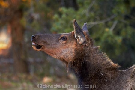 America;American-Southwest;animal;animals;Arizona;AZ;Cervus-elaphus;Elk;Gran-CaÃ±Ã³n;Grand-Canyon;Grand-Canyon-National-Park;Grand-Canyon-South-Rim;mammal;mammals;Ongtupqa;South-Rim;South-Rim-Grand-Canyon;South-west-United-States;South-west-US;South-west-USA;South-western-United-States;South-western-US;South-western-USA;Southwest-United-States;Southwest-US;Southwest-USA;Southwestern-United-States;Southwestern-US;Southwestern-USA;States;Sth-Rim;The-Grand-Canyon;the-Southwest;Trailer-Village;U.S.A;UN-world-heritage-area;UN-world-heritage-site;UNESCO-World-Heritage-area;UNESCO-World-Heritage-Site;united-nations-world-heritage-area;united-nations-world-heritage-site;United-States;United-States-of-America;USA;Wapiti;Wapiti-Elk;Wi:kai:la;wildlife;world-heritage;world-heritage-area;world-heritage-areas;World-Heritage-Park;World-Heritage-site;World-Heritage-Sites