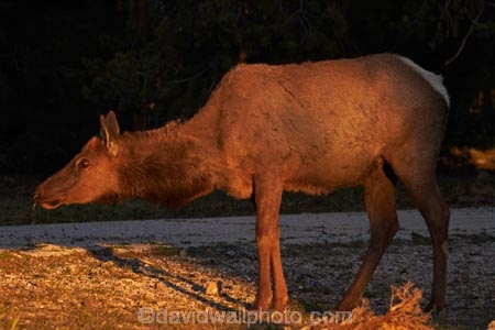America;American-Southwest;animal;animals;Arizona;AZ;Cervus-elaphus;Elk;Gran-CaÃ±Ã³n;Grand-Canyon;Grand-Canyon-National-Park;Grand-Canyon-South-Rim;mammal;mammals;Ongtupqa;South-Rim;South-Rim-Grand-Canyon;South-west-United-States;South-west-US;South-west-USA;South-western-United-States;South-western-US;South-western-USA;Southwest-United-States;Southwest-US;Southwest-USA;Southwestern-United-States;Southwestern-US;Southwestern-USA;States;Sth-Rim;The-Grand-Canyon;the-Southwest;Trailer-Village;U.S.A;UN-world-heritage-area;UN-world-heritage-site;UNESCO-World-Heritage-area;UNESCO-World-Heritage-Site;united-nations-world-heritage-area;united-nations-world-heritage-site;United-States;United-States-of-America;USA;Wapiti;Wapiti-Elk;Wi:kai:la;wildlife;world-heritage;world-heritage-area;world-heritage-areas;World-Heritage-Park;World-Heritage-site;World-Heritage-Sites