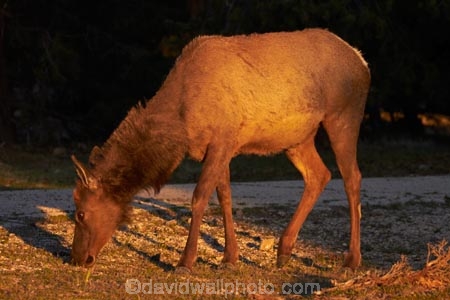 America;American-Southwest;animal;animals;Arizona;AZ;Cervus-elaphus;Elk;Gran-CaÃ±Ã³n;Grand-Canyon;Grand-Canyon-National-Park;Grand-Canyon-South-Rim;mammal;mammals;Ongtupqa;South-Rim;South-Rim-Grand-Canyon;South-west-United-States;South-west-US;South-west-USA;South-western-United-States;South-western-US;South-western-USA;Southwest-United-States;Southwest-US;Southwest-USA;Southwestern-United-States;Southwestern-US;Southwestern-USA;States;Sth-Rim;The-Grand-Canyon;the-Southwest;Trailer-Village;U.S.A;UN-world-heritage-area;UN-world-heritage-site;UNESCO-World-Heritage-area;UNESCO-World-Heritage-Site;united-nations-world-heritage-area;united-nations-world-heritage-site;United-States;United-States-of-America;USA;Wapiti;Wapiti-Elk;Wi:kai:la;wildlife;world-heritage;world-heritage-area;world-heritage-areas;World-Heritage-Park;World-Heritage-site;World-Heritage-Sites