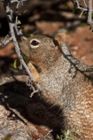 America;American-Southwest;animal;animals;Arizona;AZ;Gran-Cañón;Grand-Canyon;Grand-Canyon-National-Park;Grand-Canyon-South-Rim;mammal;mammals;Ongtupqa;Rock-Squirrel;Rock-Squirrels;South-Rim;South-Rim-Grand-Canyon;South-west-United-States;South-west-US;South-west-USA;South-western-United-States;South-western-US;South-western-USA;Southwest-United-States;Southwest-US;Southwest-USA;Southwestern-United-States;Southwestern-US;Southwestern-USA;Spermophilus-variegatus;Squirrel;Squirrels;States;Sth-Rim;The-Grand-Canyon;the-Southwest;U.S.A;UN-world-heritage-area;UN-world-heritage-site;UNESCO-World-Heritage-area;UNESCO-World-Heritage-Site;united-nations-world-heritage-area;united-nations-world-heritage-site;United-States;United-States-of-America;USA;Wi:kai:la;wildlife;world-heritage;world-heritage-area;world-heritage-areas;World-Heritage-Park;World-Heritage-site;World-Heritage-Sites