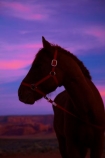 America;American-Southwest;Arizona;AZ;Colorado-Plateau;Colorado-Plateau-Province;dusk;equestrian;evening;horse;horses;Monument-Valley;Monument-Valley-Navajo-Tribal-Park;Navajo-Indian-Reservation;Navajo-Nation;Navajo-Nation-Reservation;Navajo-Reservation;night;night_time;nightfall;Oljato;Oljato-Monument-Valley;Oljato_Monument-Valley;South-west-United-States;South-west-US;South-west-USA;South-western-United-States;South-western-US;South-western-USA;Southwest-United-States;Southwest-US;Southwest-USA;Southwestern-United-States;Southwestern-US;Southwestern-USA;States;sunset;sunsets;the-Southwest;TsÃ©-Bii-Ndzisgaii;twilight;U.S.A;United-States;United-States-of-America;USA;UT;Utah;valley-of-the-rocks