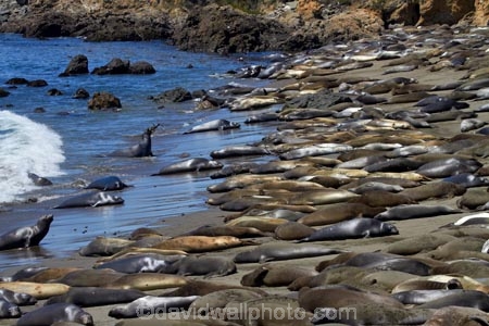 America;American;animal;animals;Big-Sur;CA;California;California-1;California-Central-Coast;California-State-Route-1;Central-Coast;coast;coastal;coastline;coastlines;coasts;crowd;crowded;crowds;elephant-seal;Elephant-seal-colony;elephant-seals;mammal;mammals;marine-mammal;marine-mammals;Mirounga-angustirostris;Northern-Elephant-Seal;ocean;oceans;Pacific;Pacific-Coast;Pacific-Coast-Highway;Pacific-Coast-Road;Pacific-Ocean;Piedras-Blancas;Piedras-Blancas-elephant-seal-rookery;Piedras-Blancas-rookery;Point-Piedras-Blancas;rookeries;rookery;San-Simeon;sea;seal;Seal-colony;Seal-rookery;seals;seas;shore;shoreline;shorelines;shores;States;The-Big-Sur;The-Central-Coast;U.S.A;United-States;United-States-of-America;USA;water;West-Coast;West-United-States;West-US;West-USA;Western-United-States;Western-US;Western-USA;wildlife