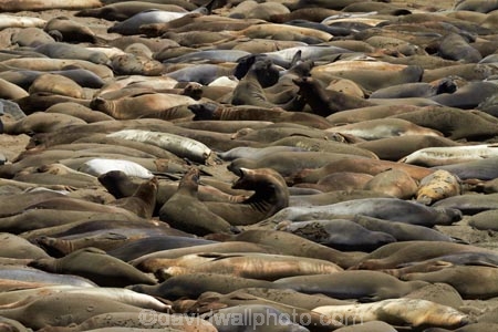 America;American;animal;animals;Big-Sur;CA;California;California-1;California-Central-Coast;California-State-Route-1;Central-Coast;coast;coastal;coasts;crowd;crowded;crowds;elephant-seal;Elephant-seal-colony;elephant-seals;mammal;mammals;marine-mammal;marine-mammals;Mirounga-angustirostris;Northern-Elephant-Seal;Pacific-Coast-Highway;Pacific-Coast-Road;pattern;patterns;Piedras-Blancas;Piedras-Blancas-elephant-seal-rookery;Piedras-Blancas-rookery;Point-Piedras-Blancas;rookeries;rookery;San-Simeon;seal;Seal-colony;Seal-rookery;seals;States;The-Big-Sur;The-Central-Coast;U.S.A;United-States;United-States-of-America;USA;West-Coast;West-United-States;West-US;West-USA;Western-United-States;Western-US;Western-USA;wildlife