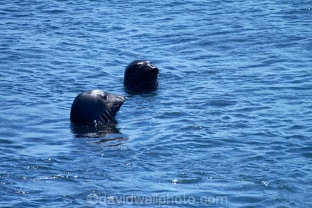 America;American;animal;animals;Big-Sur;CA;California;California-1;California-Central-Coast;California-State-Route-1;Central-Coast;coast;coastal;coastline;coastlines;coasts;elephant-seal;Elephant-seal-colony;elephant-seals;mammal;mammals;marine-mammal;marine-mammals;Mirounga-angustirostris;Northern-Elephant-Seal;ocean;oceans;Pacific;Pacific-Coast;Pacific-Coast-Highway;Pacific-Coast-Road;Pacific-Ocean;Piedras-Blancas;Piedras-Blancas-elephant-seal-rookery;Piedras-Blancas-rookery;Point-Piedras-Blancas;rookeries;rookery;San-Simeon;sea;seal;Seal-colony;Seal-rookery;seals;seas;shore;shoreline;shorelines;shores;States;The-Big-Sur;The-Central-Coast;U.S.A;United-States;United-States-of-America;USA;water;West-Coast;West-United-States;West-US;West-USA;Western-United-States;Western-US;Western-USA;wildlife