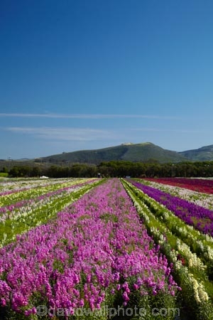 America;American;bloom;blooming;blooms;CA;California;Central-Coast;color;colorful;colors;colour;colourful;colours;country;countryside;cultivation;farm;farming;farmland;farms;field;fields;flora;floral;flower;flowers;fresh;garden;grow;growing;growth;horticulture;Lompoc;mauve;paddock;paddocks;pink;purple;renew;row;rows;rural;Santa-Barbara-County;season;seasonal;seasons;spring;springtime;States;flower-growing;flower-field;U.S.A;United-States;United-States-of-America;USA;violet;West-Coast;West-United-States;West-US;West-USA;Western-United-States;Western-US;Western-USA