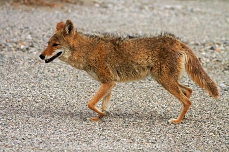 8263;america;american;American-jackal;American-jackals;badwater;Badwater-Basin;basin;brush-wolf;brush-wolves;CA;california;Canid;Canidae;Canids;canis;Canis-latrans;Carnivora;carnivore;carnivores;coyote;coyotes;death;Death-Valley;Death-Valley-N.P.;Death-Valley-National-Park;desert;Great-Basin;International-Biosphere-Reserve;latrans;Mammal;Mammals;mojave;Mojave-Desert;national;national-park;National-parks;omnivore;omnivores;park;prairie-wolf;prairie-wolves;predator;predators;states;The-Great-Basin;U.S.A;United-States;United-States-of-America;usa;valley;west-coast;West-United-States;West-US;West-USA;Western-United-States;Western-US;Western-USA;wilderness-area;Wildlife