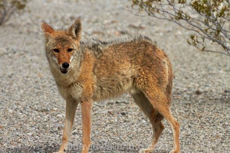 8294;america;american;American-jackal;American-jackals;badwater;Badwater-Basin;basin;brush-wolf;brush-wolves;CA;california;Canid;Canidae;Canids;canis;Canis-latrans;Carnivora;carnivore;carnivores;coyote;coyotes;death;Death-Valley;Death-Valley-N.P.;Death-Valley-National-Park;desert;Great-Basin;International-Biosphere-Reserve;latrans;Mammal;Mammals;mojave;Mojave-Desert;national;national-park;National-parks;omnivore;omnivores;park;prairie-wolf;prairie-wolves;predator;predators;states;The-Great-Basin;U.S.A;United-States;United-States-of-America;usa;valley;west-coast;West-United-States;West-US;West-USA;Western-United-States;Western-US;Western-USA;wilderness-area;Wildlife