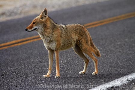 8304;america;american;American-jackal;American-jackals;badwater;Badwater-Basin;basin;brush-wolf;brush-wolves;CA;california;Canid;Canidae;Canids;canis;Canis-latrans;Carnivora;carnivore;carnivores;coyote;coyotes;danger;dangerous;death;Death-Valley;Death-Valley-N.P.;Death-Valley-National-Park;desert;Great-Basin;International-Biosphere-Reserve;latrans;Mammal;Mammals;mojave;Mojave-Desert;national;national-park;National-parks;omnivore;omnivores;park;prairie-wolf;prairie-wolves;predator;predators;road;roads;states;The-Great-Basin;U.S.A;United-States;United-States-of-America;usa;valley;west-coast;West-United-States;West-US;West-USA;Western-United-States;Western-US;Western-USA;wilderness-area;Wildlife