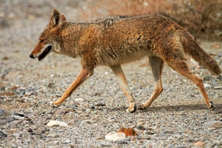 8316;america;american;American-jackal;American-jackals;badwater;Badwater-Basin;basin;brush-wolf;brush-wolves;CA;california;Canid;Canidae;Canids;canis;Canis-latrans;Carnivora;carnivore;carnivores;coyote;coyotes;death;Death-Valley;Death-Valley-N.P.;Death-Valley-National-Park;desert;Great-Basin;International-Biosphere-Reserve;latrans;Mammal;Mammals;mojave;Mojave-Desert;national;national-park;National-parks;omnivore;omnivores;park;prairie-wolf;prairie-wolves;predator;predators;states;The-Great-Basin;U.S.A;United-States;United-States-of-America;usa;valley;west-coast;West-United-States;West-US;West-USA;Western-United-States;Western-US;Western-USA;wilderness-area;Wildlife