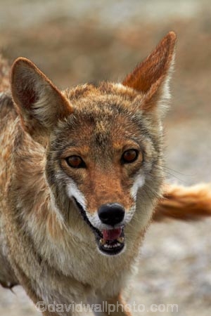 8343;america;american;American-jackal;American-jackals;badwater;Badwater-Basin;basin;brush-wolf;brush-wolves;CA;california;Canid;Canidae;Canids;canis;Canis-latrans;Carnivora;carnivore;carnivores;Close-up;Closeup;close_up;coyote;coyotes;death;Death-Valley;Death-Valley-N.P.;Death-Valley-National-Park;desert;Great-Basin;International-Biosphere-Reserve;latrans;Mammal;Mammals;mojave;Mojave-Desert;national;national-park;National-parks;omnivore;omnivores;park;Portrait;portraits;prairie-wolf;prairie-wolves;predator;predators;states;The-Great-Basin;U.S.A;United-States;United-States-of-America;usa;valley;west-coast;West-United-States;West-US;West-USA;Western-United-States;Western-US;Western-USA;wilderness-area;Wildlife