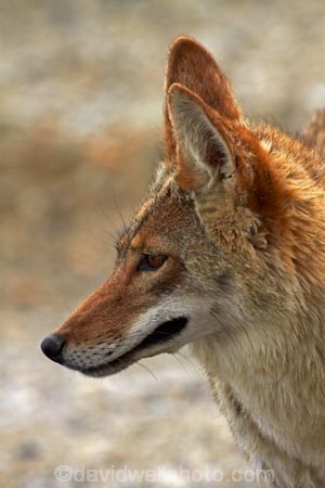 8399;america;american;American-jackal;American-jackals;badwater;Badwater-Basin;basin;brush-wolf;brush-wolves;CA;california;Canid;Canidae;Canids;canis;Canis-latrans;Carnivora;carnivore;carnivores;Close-up;Closeup;close_up;coyote;coyotes;death;Death-Valley;Death-Valley-N.P.;Death-Valley-National-Park;desert;Great-Basin;International-Biosphere-Reserve;latrans;Mammal;Mammals;mojave;Mojave-Desert;national;national-park;National-parks;omnivore;omnivores;park;Portrait;portraits;prairie-wolf;prairie-wolves;predator;predators;states;The-Great-Basin;U.S.A;United-States;United-States-of-America;usa;valley;west-coast;West-United-States;West-US;West-USA;Western-United-States;Western-US;Western-USA;wilderness-area;Wildlife