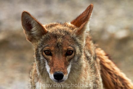 8365;america;american;American-jackal;American-jackals;badwater;Badwater-Basin;basin;brush-wolf;brush-wolves;CA;california;Canid;Canidae;Canids;canis;Canis-latrans;Carnivora;carnivore;carnivores;Close-up;Closeup;close_up;coyote;coyotes;death;Death-Valley;Death-Valley-N.P.;Death-Valley-National-Park;desert;Great-Basin;International-Biosphere-Reserve;latrans;Mammal;Mammals;mojave;Mojave-Desert;national;national-park;National-parks;omnivore;omnivores;park;Portrait;portraits;prairie-wolf;prairie-wolves;predator;predators;states;The-Great-Basin;U.S.A;United-States;United-States-of-America;usa;valley;west-coast;West-United-States;West-US;West-USA;Western-United-States;Western-US;Western-USA;wilderness-area;Wildlife