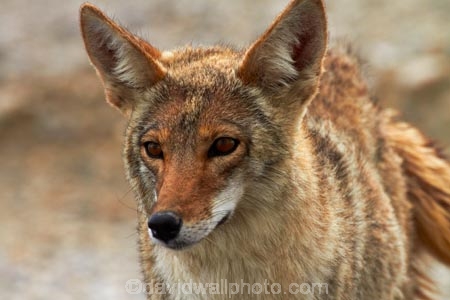 8370;america;american;American-jackal;American-jackals;badwater;Badwater-Basin;basin;brush-wolf;brush-wolves;CA;california;Canid;Canidae;Canids;canis;Canis-latrans;Carnivora;carnivore;carnivores;Close-up;Closeup;close_up;coyote;coyotes;death;Death-Valley;Death-Valley-N.P.;Death-Valley-National-Park;desert;Great-Basin;International-Biosphere-Reserve;latrans;Mammal;Mammals;mojave;Mojave-Desert;national;national-park;National-parks;omnivore;omnivores;park;Portrait;portraits;prairie-wolf;prairie-wolves;predator;predators;states;The-Great-Basin;U.S.A;United-States;United-States-of-America;usa;valley;west-coast;West-United-States;West-US;West-USA;Western-United-States;Western-US;Western-USA;wilderness-area;Wildlife