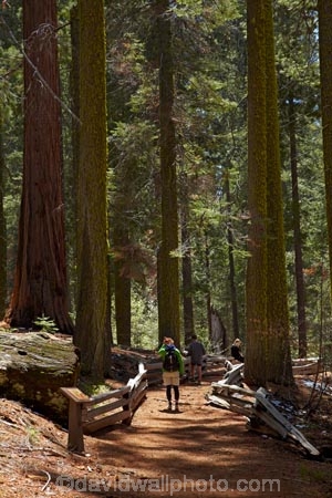 America;American;CA;California;conifer;coniferous-tree;coniferous-trees;conifers;Crane-Flat;forest;forested;forests;giant-redwood;giant-sequoia;giant-sequoia-grove;giant-sequoia-groves;giant-sequoias;hiker;hikers;hiking-path;hiking-paths;hiking-trail;hiking-trails;national-park;national-parks;path;paths;pathway;pathways;people;person;redwoods;route;routes;sequoia;sequoia-grove;sequoia-groves;Sequoiadendron;Sequoiadendron-giganteum;sequoias;Sierra-Nevada;Sierra-Nevada-foothills;Sierra-redwood;Sierran-redwood;States;timber;tourism;tourist;tourists;track;tracks;trail;trails;tramping-trail;tramping-trails;tree;tree-trunk;tree-trunks;trees;truck;trunks;Tuolumne-Grove;Tuolumne-Grove-path;Tuolumne-Grove-track;Tuolumne-Grove-trail;Tuolumne-Grove-walkway;Tuolumne-Sequoia-Grove;U.S.A;UN-world-heritage-area;UN-world-heritage-site;UNESCO-World-Heritage-area;UNESCO-World-Heritage-Site;united-nations-world-heritage-area;united-nations-world-heritage-site;United-States;United-States-of-America;USA;visitor;visitors;walker;walkers;walking-path;walking-paths;walking-trail;walking-trails;walkway;walkways;Wellingtonia;West-Coast;West-United-States;West-US;West-USA;Western-United-States;Western-US;Western-USA;wood;woods;world-heritage;world-heritage-area;world-heritage-areas;World-Heritage-Park;World-Heritage-site;World-Heritage-Sites;Yosemite;Yosemite-N.P.;Yosemite-Nat-Pk;Yosemite-National-Park;Yosemite-NP